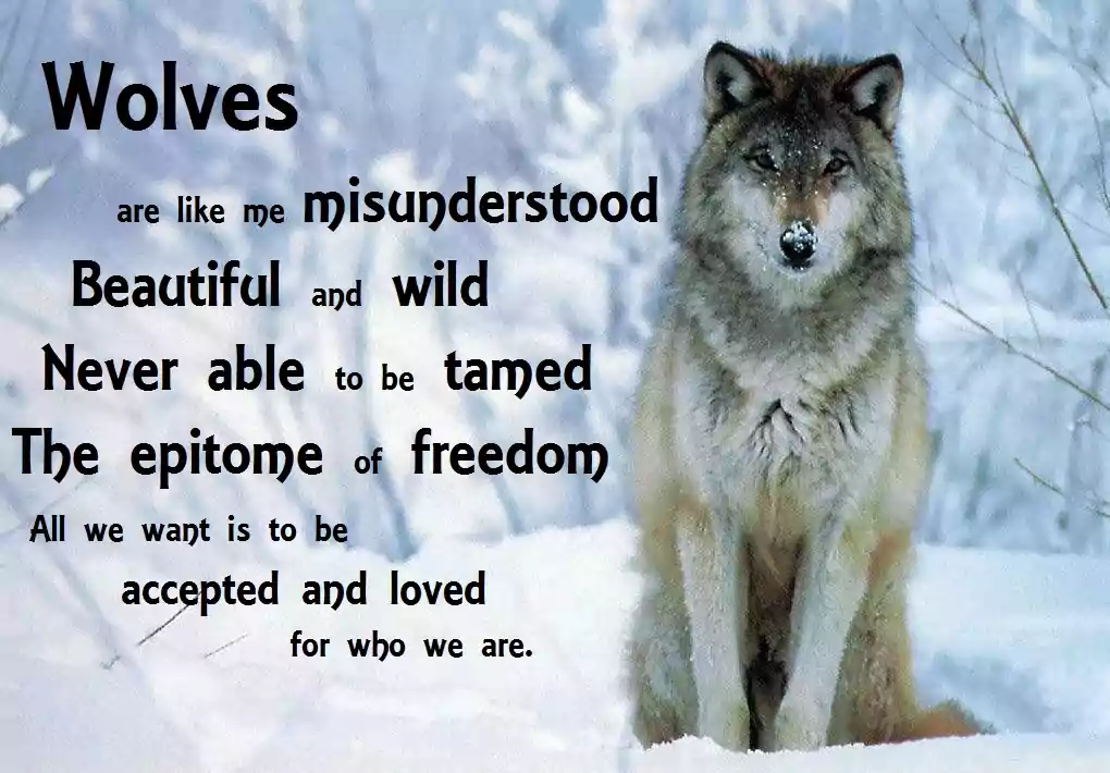 Wolf Quotes About Love