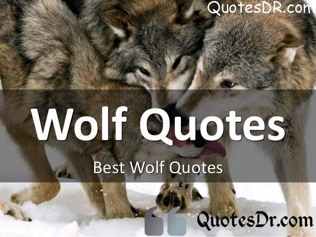 Don’t Just Sit There! Start Getting More Wolf Quotes
