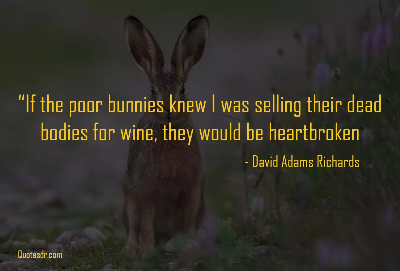 Rabbit Proverbs