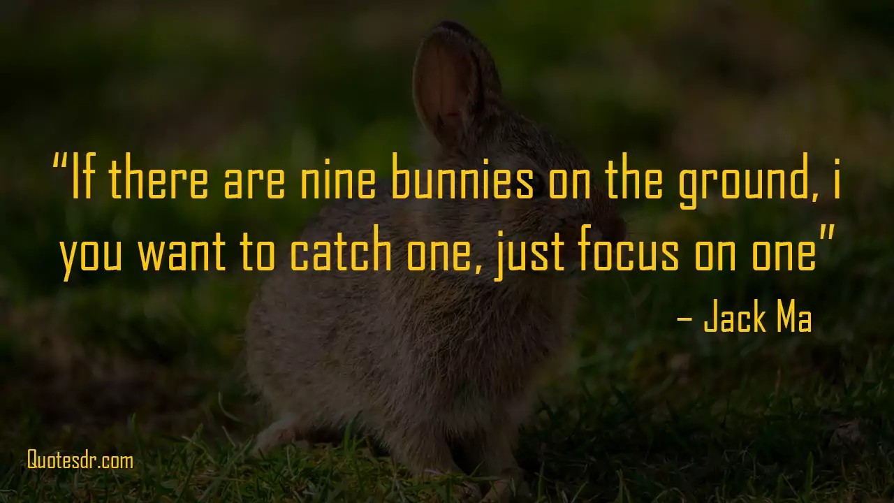 Rabbit Love Captions for Instagram