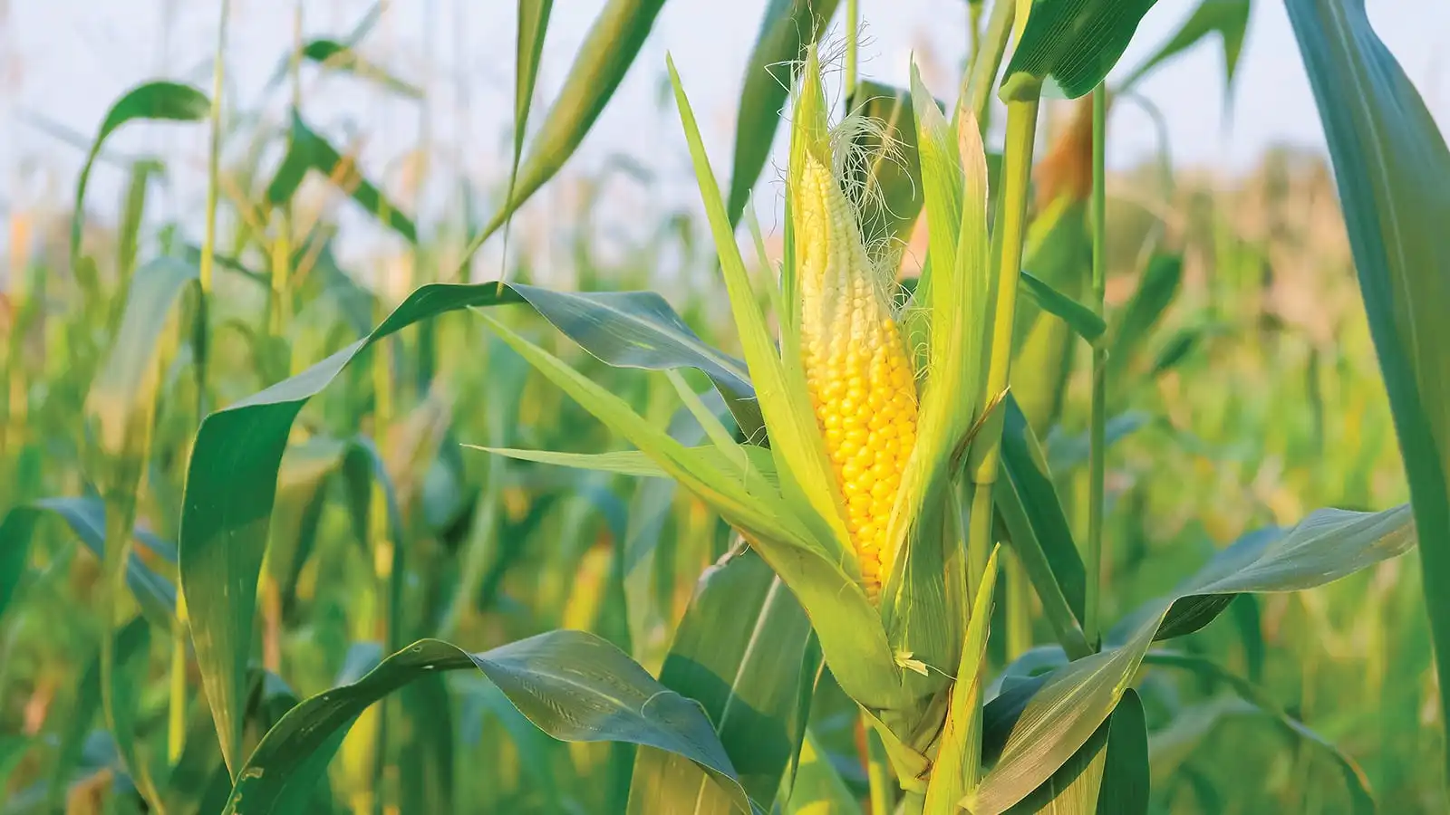Farmer Who Grows Good Corn